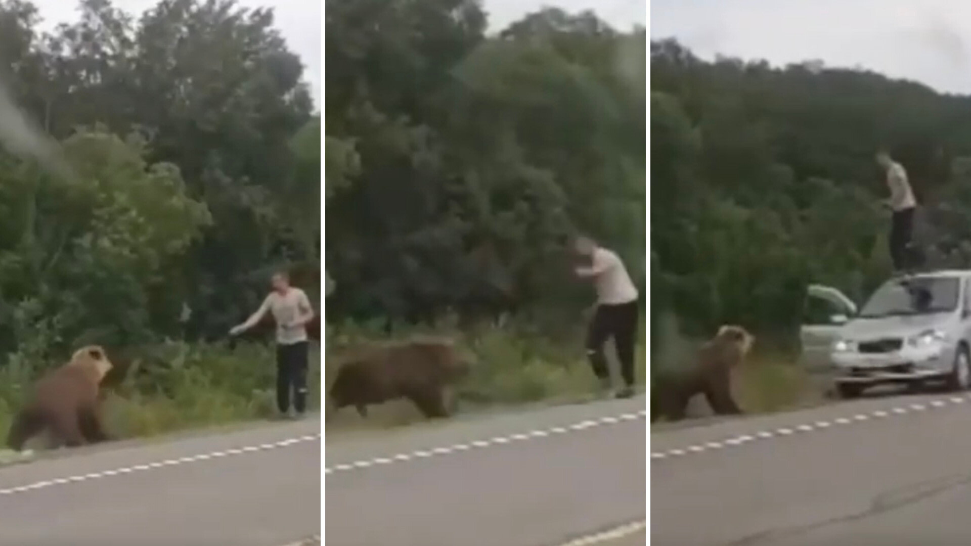 Video captures terrifying moment bear charges man who gets too close ...