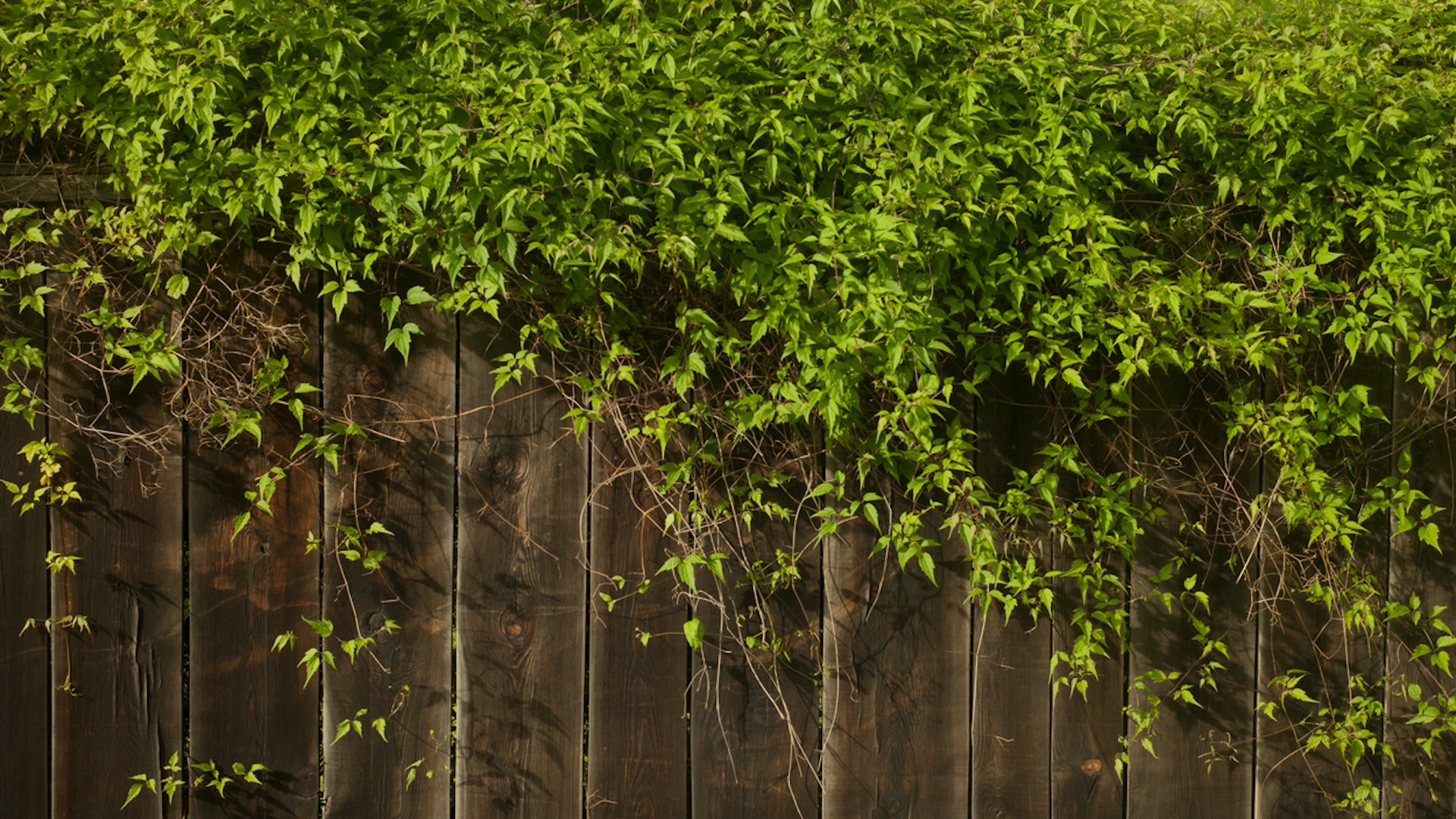 The aggressive plant seemed to envelop everything in its path.