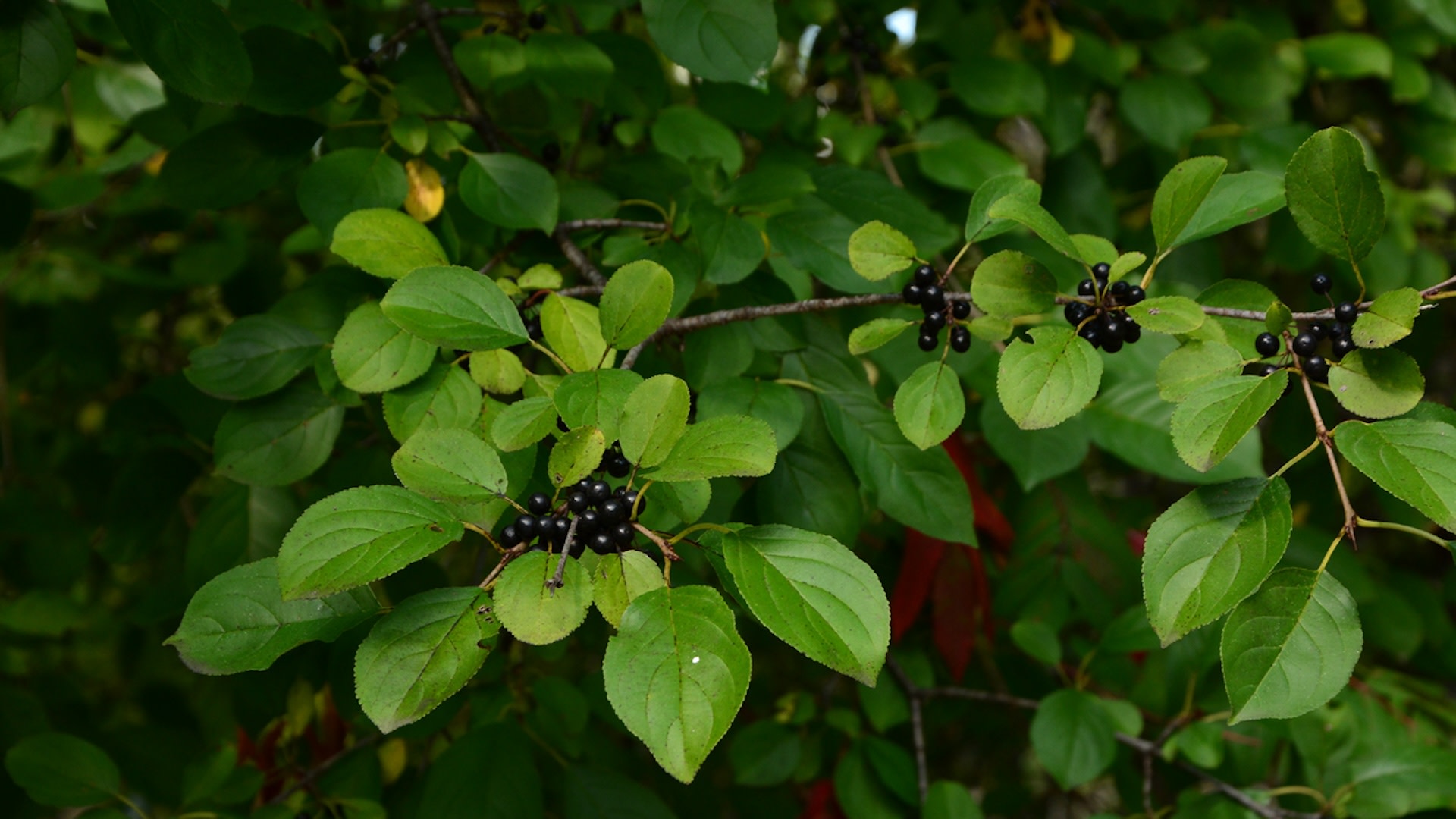 "Any help for eradicating invasive plants, ideally without chemical intervention?"