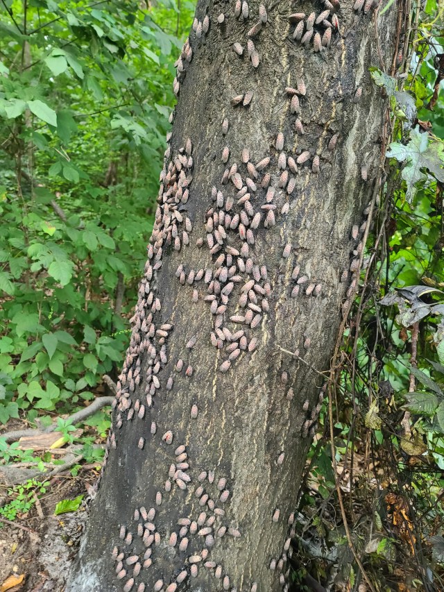 Resident Shocked To See Invasive Insects Swarming Local Park: 'they 