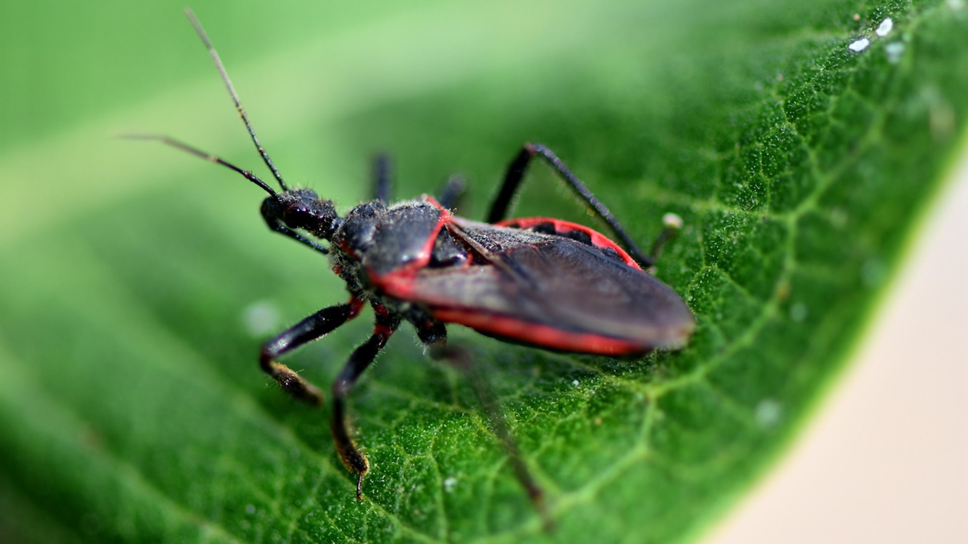 Scientists optimistic about future of infectious disease control after successfully using gene-editing technology on blood-sucking insect: ‘This has important implications’