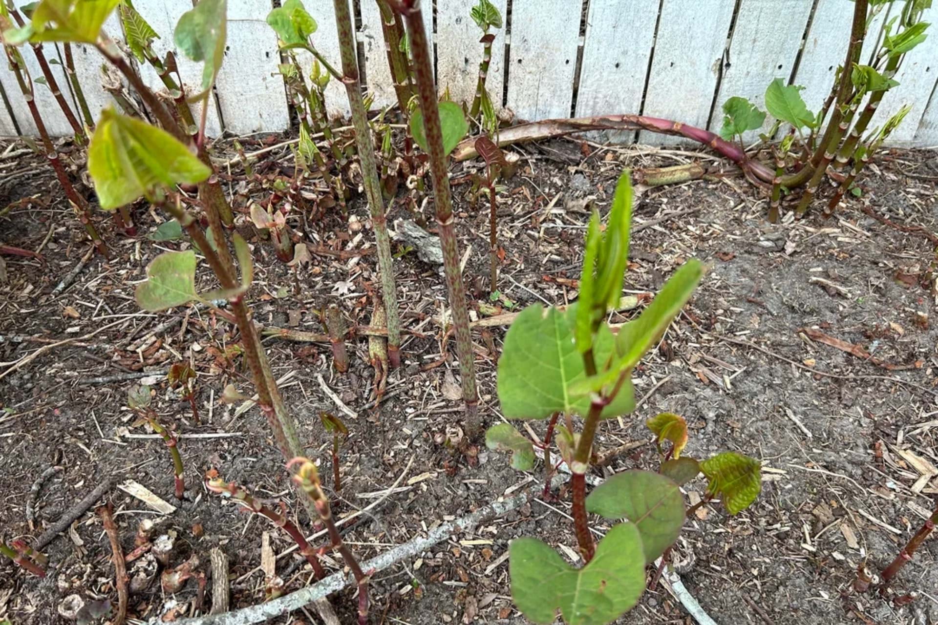 "I started digging some up and they had bulbs and big roots."