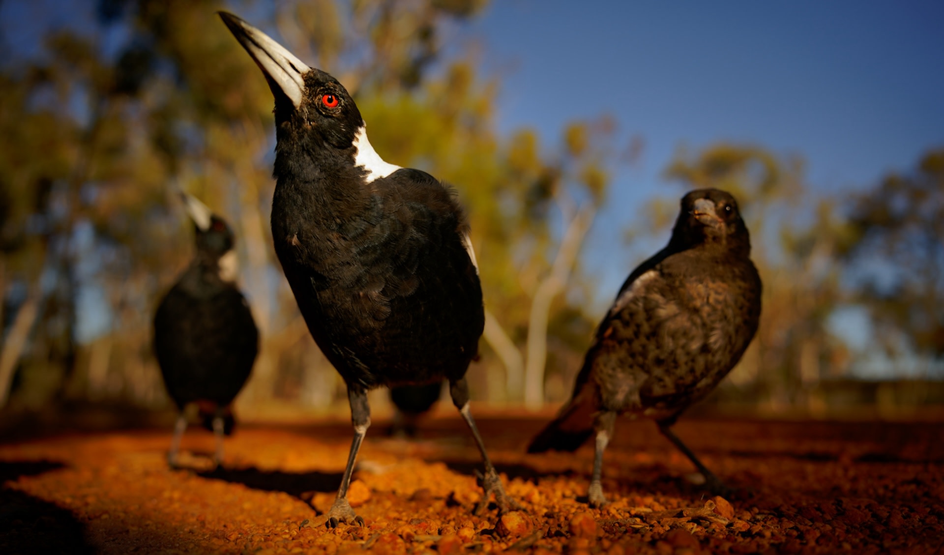 A decline in any wildlife population could create problems up and down the food chain.