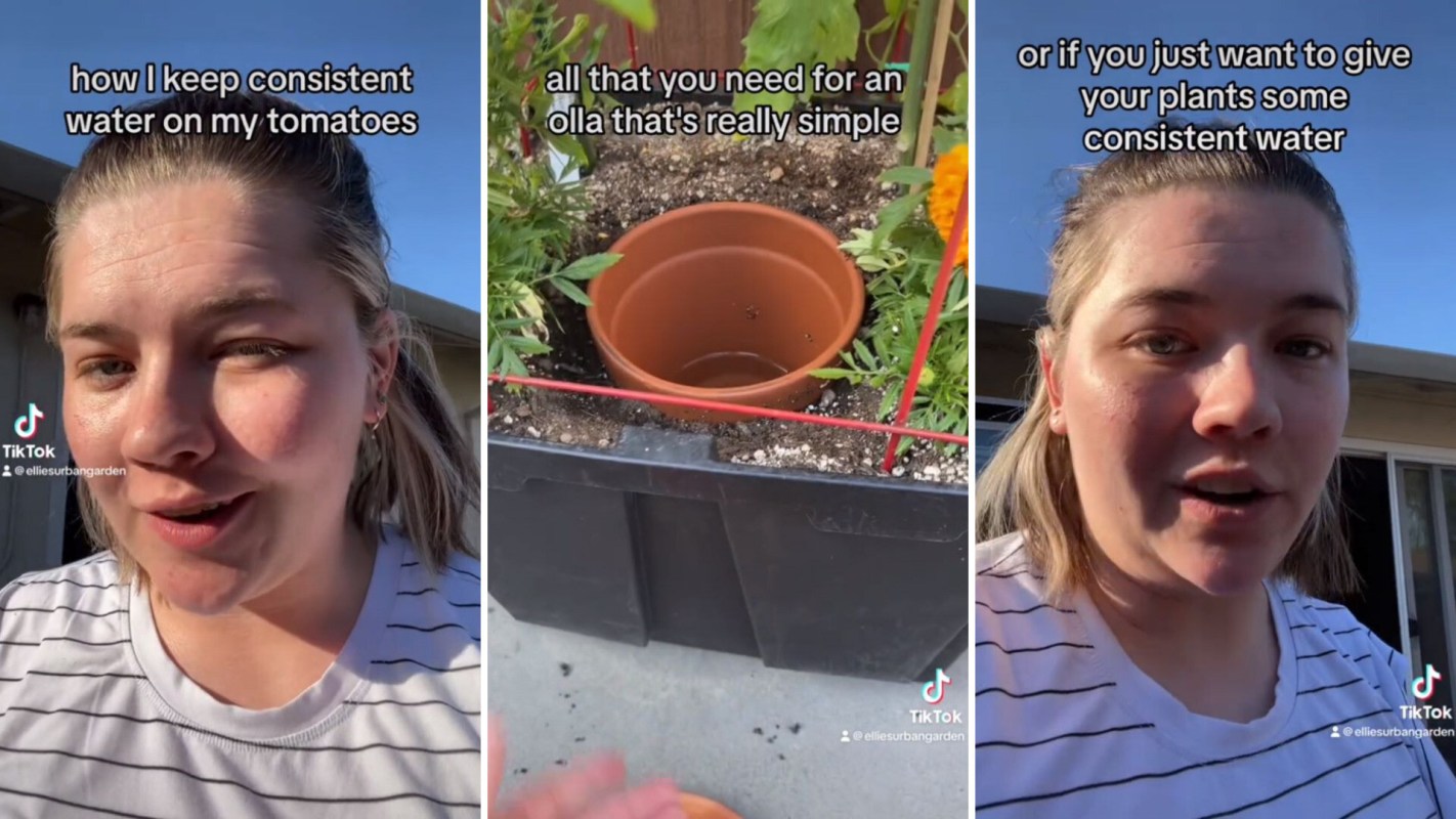 Gardener shares ancient method to keep plants hydrated amid scorching temperatures: 'My plants are still nice and moist'