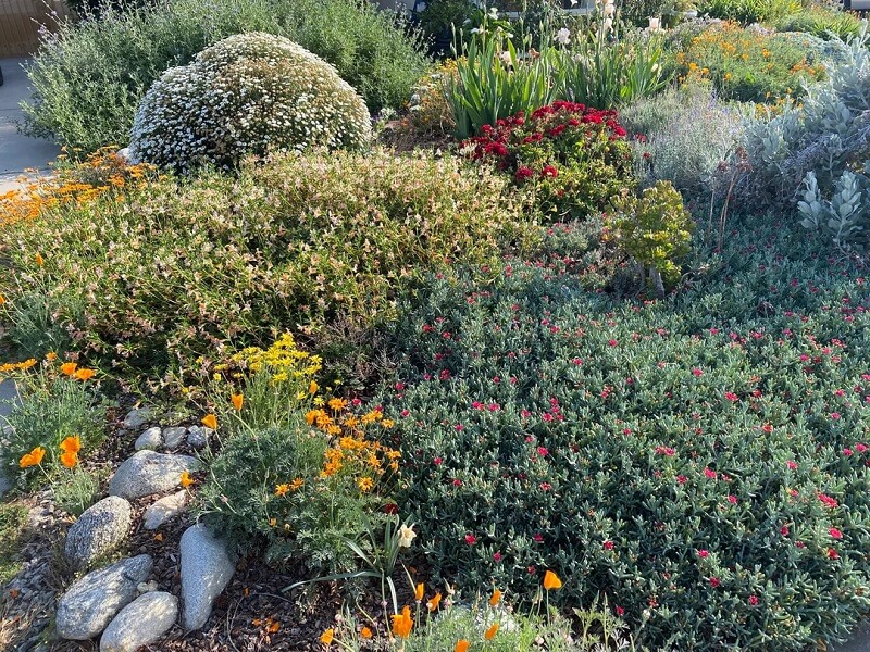 Replacing a traditional grass lawn with native plants doesn't just create a gorgeous garden — it saves serious time and money.
