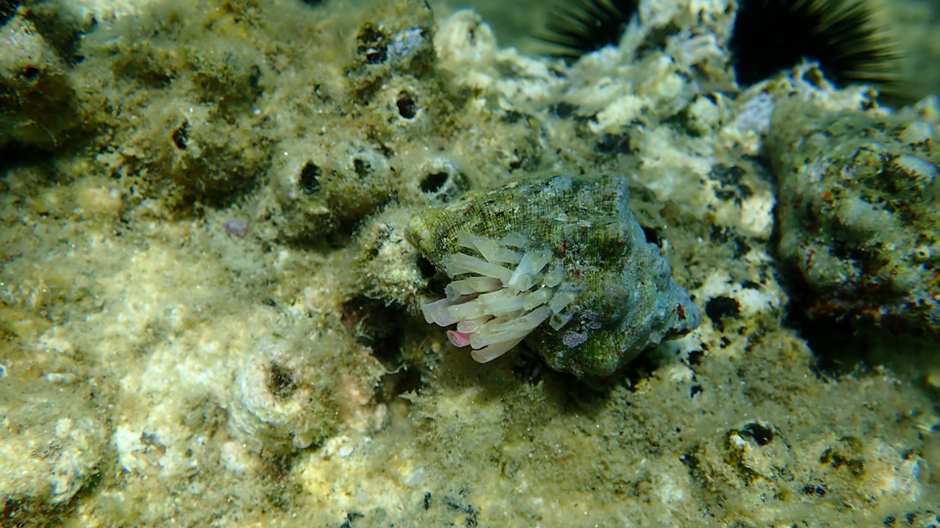 "If we reach these extreme levels of plastic pollution at our coasts ... many species may become unable to reproduce."