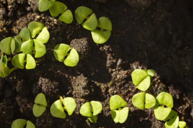 "I recommend mixes from specialty native plant nurseries."