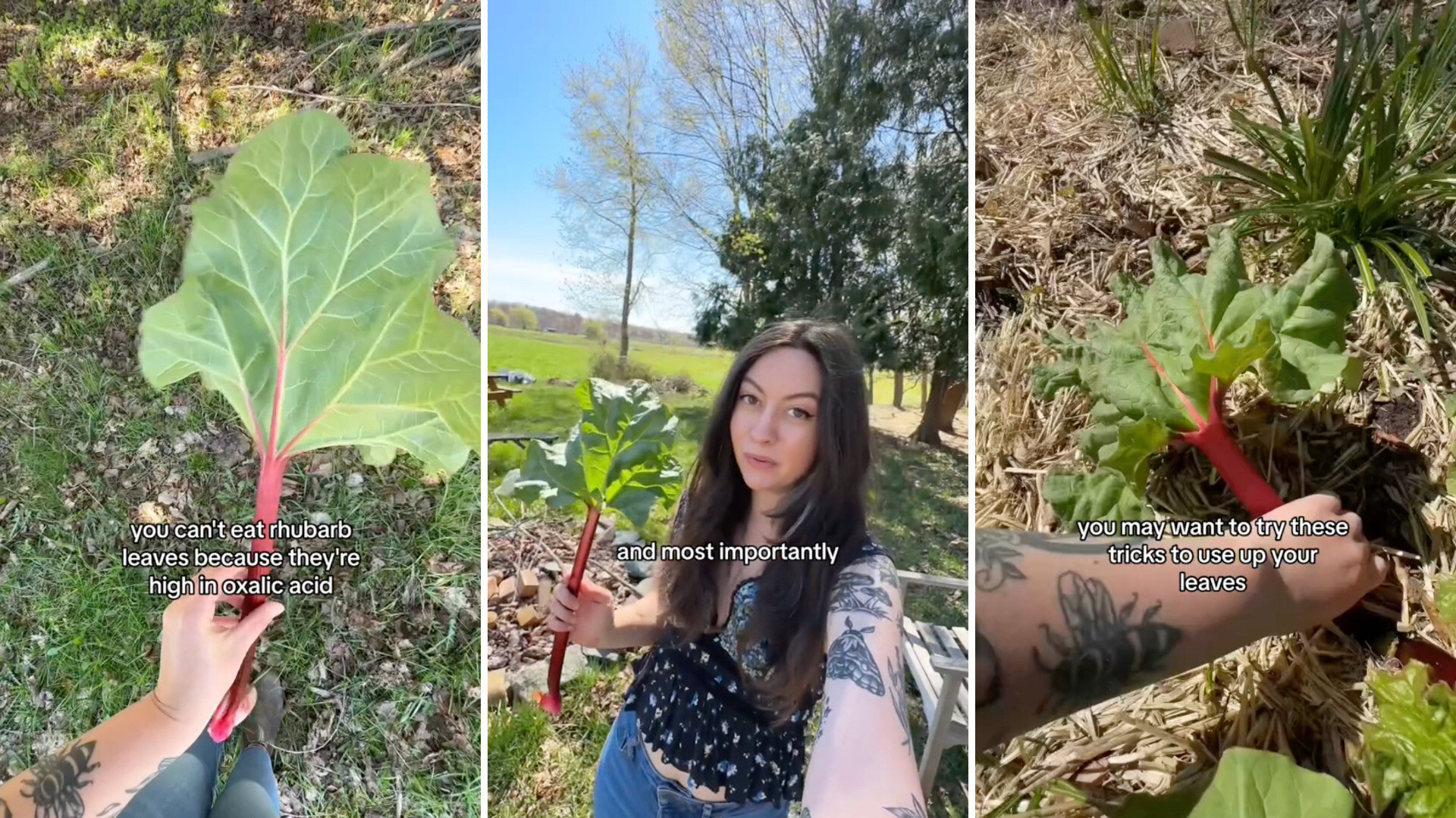 Seasoned gardener shares multipurpose use for poisonous rhubarb leaves: 'You learn something new every day'