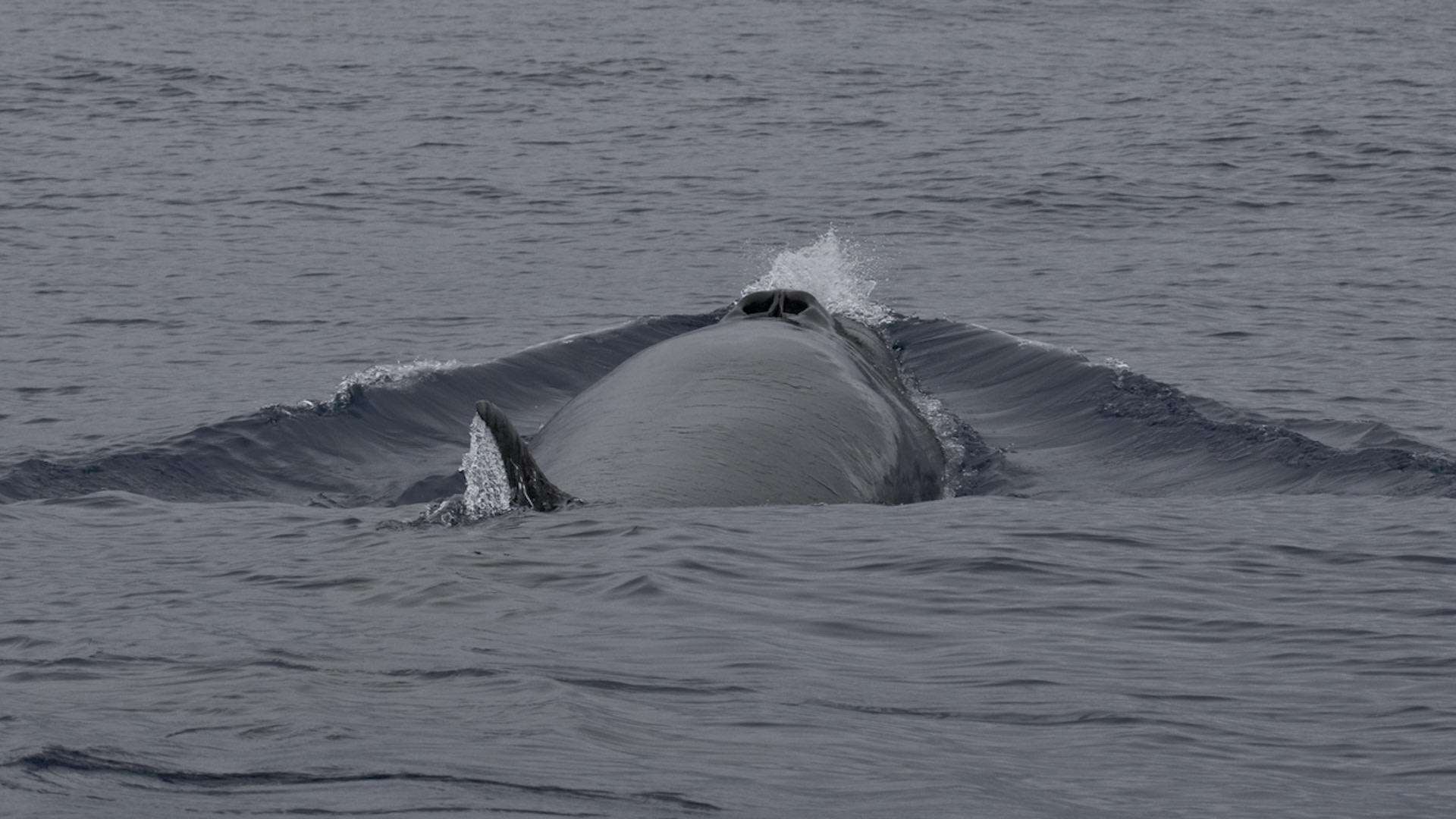 Sei whale in ocean.