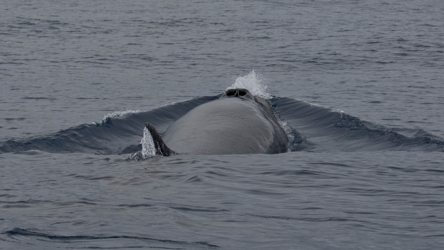 The whales' slow rate of breeding meant it took nearly 100 years for the aquatic mammal to restore its population.