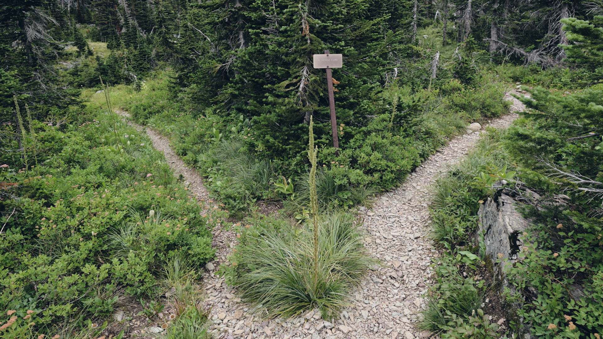 "I find at least one on every hike."