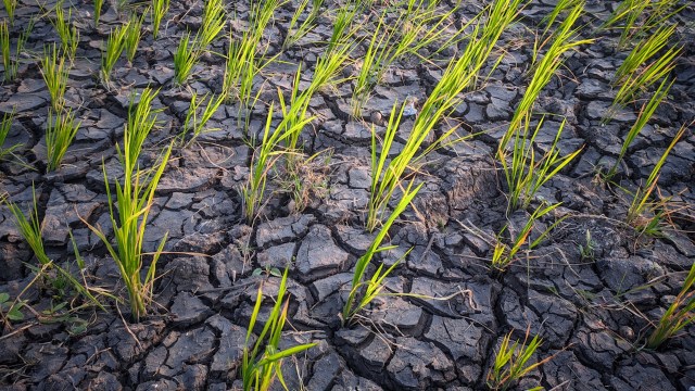 This drought will significantly threaten China's food supply — which was already a concern in a country of over 1.4 billion people — as well as the global food supply.