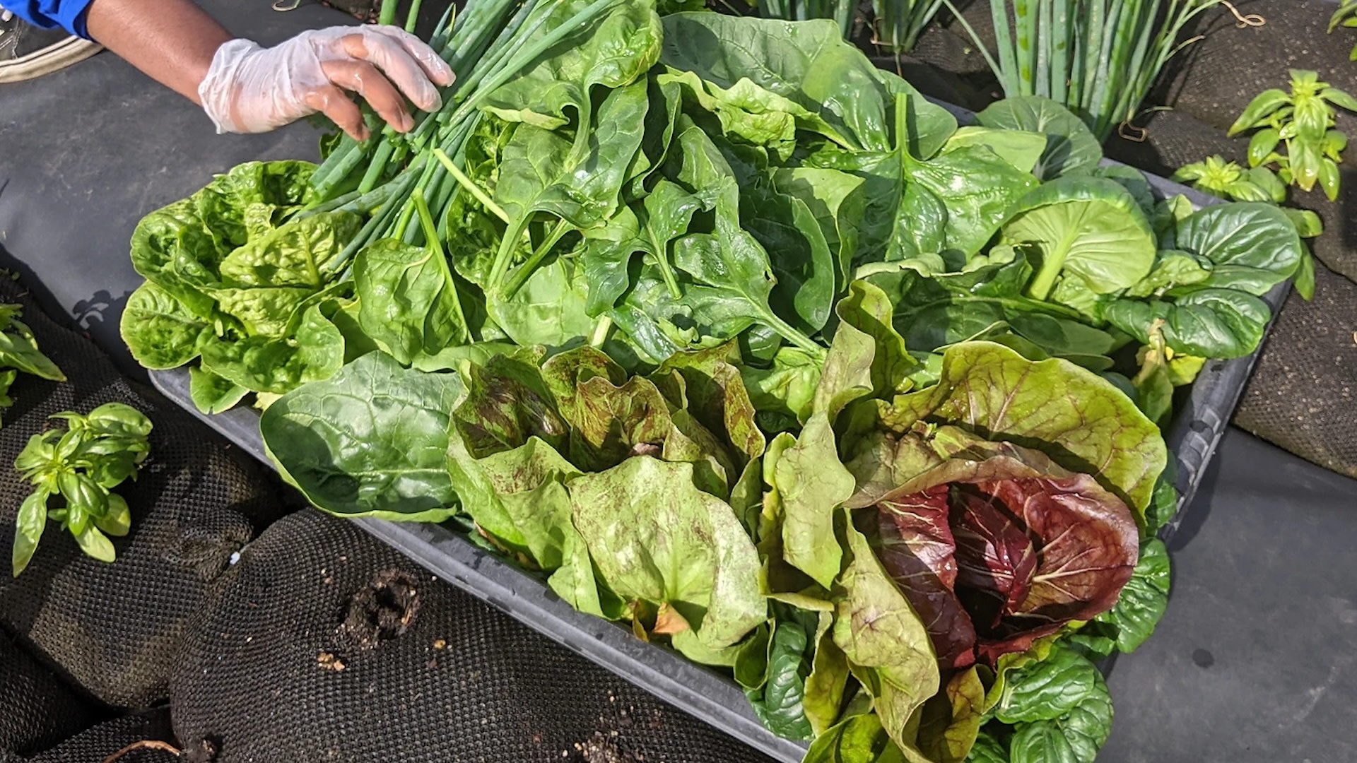 The microfarm uses solar power and recycled water, significantly reducing the household's water consumption.