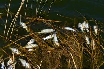 A fisherman in Hardin County alerted authorities of the dead fish popping up in the river.
