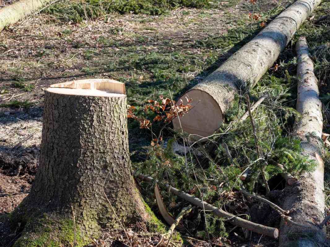 Over several months, his clearcutting caused nearly $20,000 worth of damage.