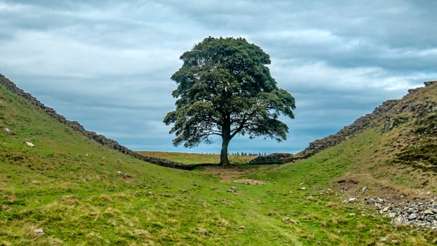 The Sycamore Gap tree was perhaps most famous for an appearance in the 1991 Kevin Costner film "Robin Hood: Prince Of Thieves."