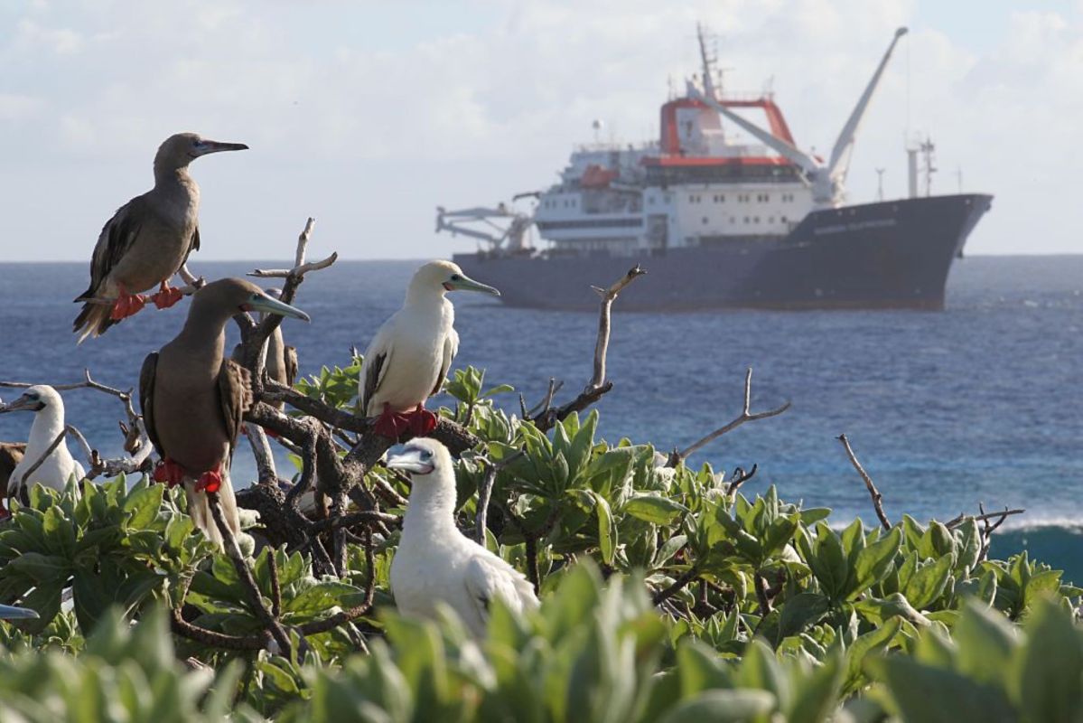 Seabirds are an important indicator of the health of marine ecosystems on which humans and other species depend.