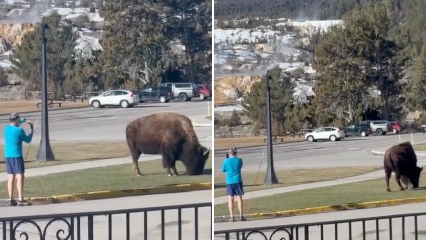 "Never, ever get close to the animals in Yellowstone!"