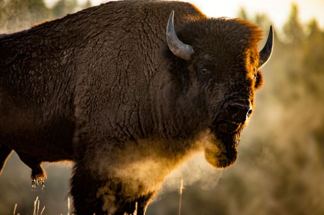 "All these people making life difficult for bisons. Give it a rest with the photos."