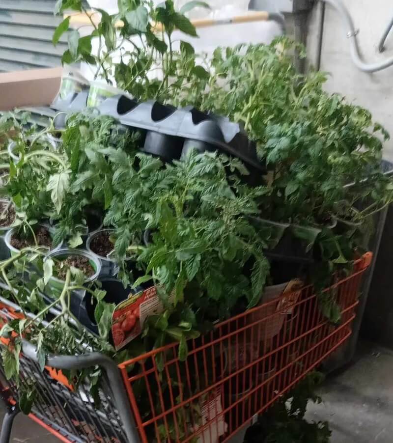 "Worked here 11 years and I am still not used to seeing all these plants go down the dumpster."