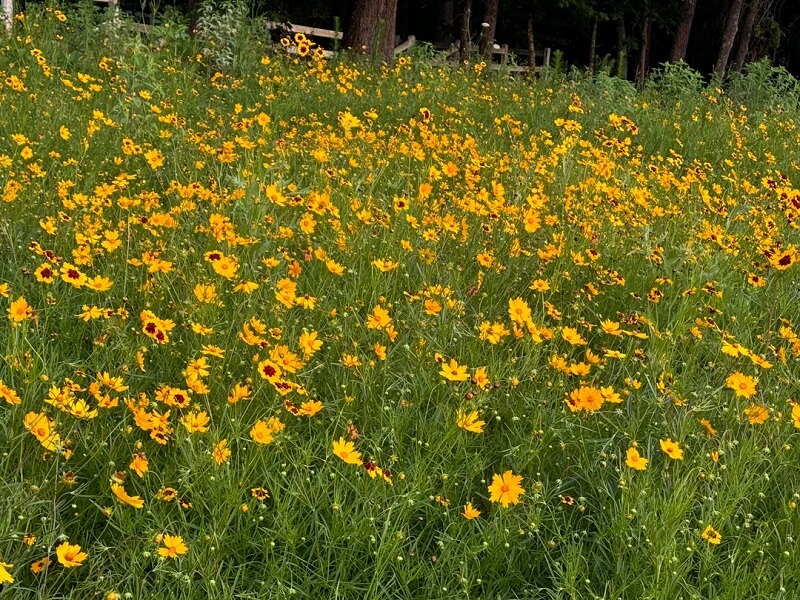 Growing native plants in your yard is an easy way to save time and money on lawn maintenance.