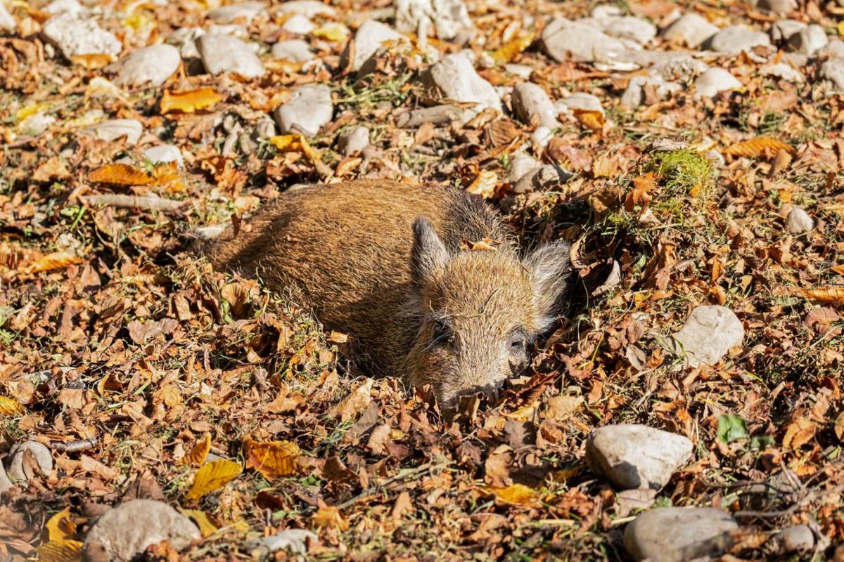 "We know that climate change creates a variety of different stressors on animals."