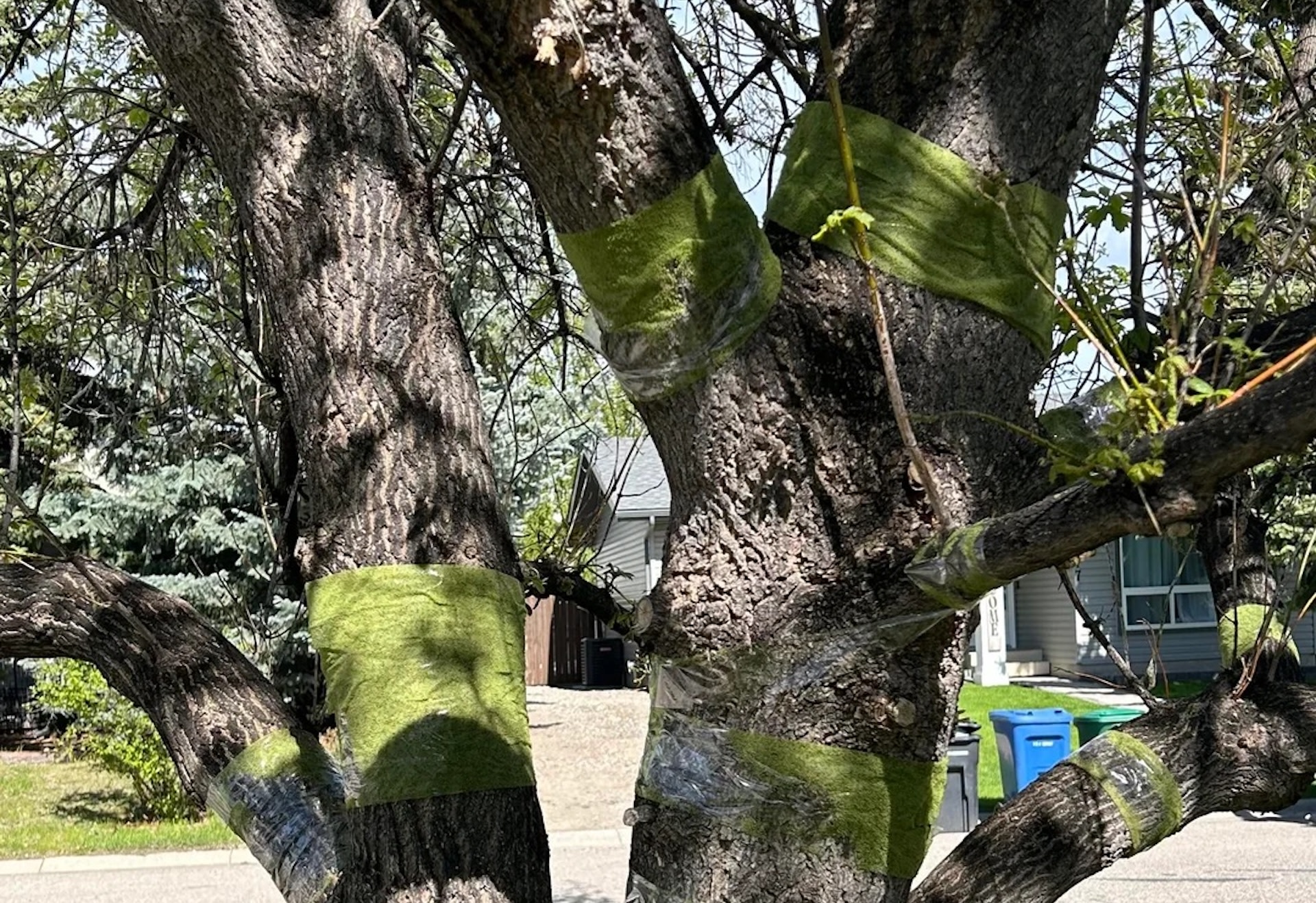 Homeowner shares shocking close-up photos of attempt to eradicate tiny, destructive pests: 'Ever seen this many ... on one tree?'