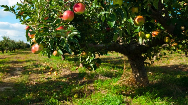 "By looking after our creepy crawlies, we can take better care of our apples."