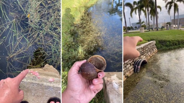 "People don't realize how invasive these snails are."