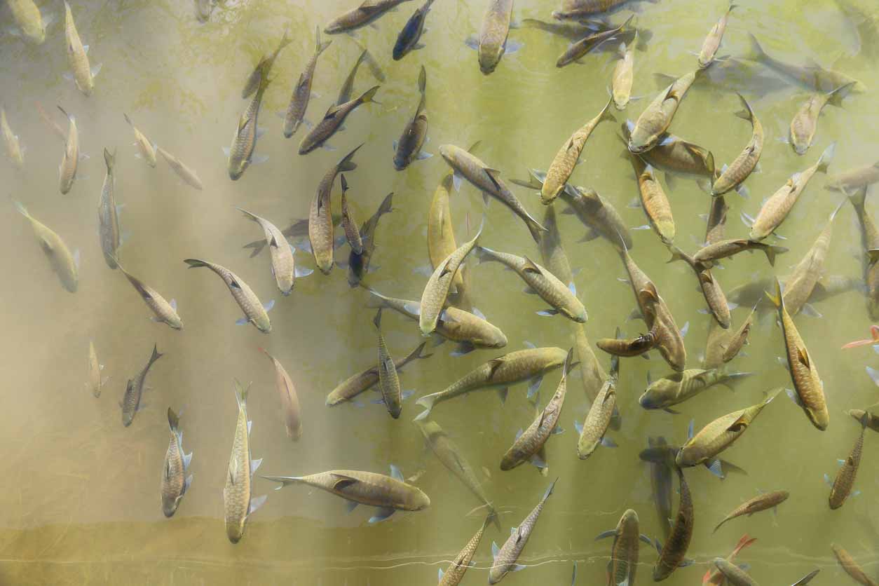 Community holds annual competition to catch highly invasive fish suffocating local ecosystem: 'Good causes, and great times'