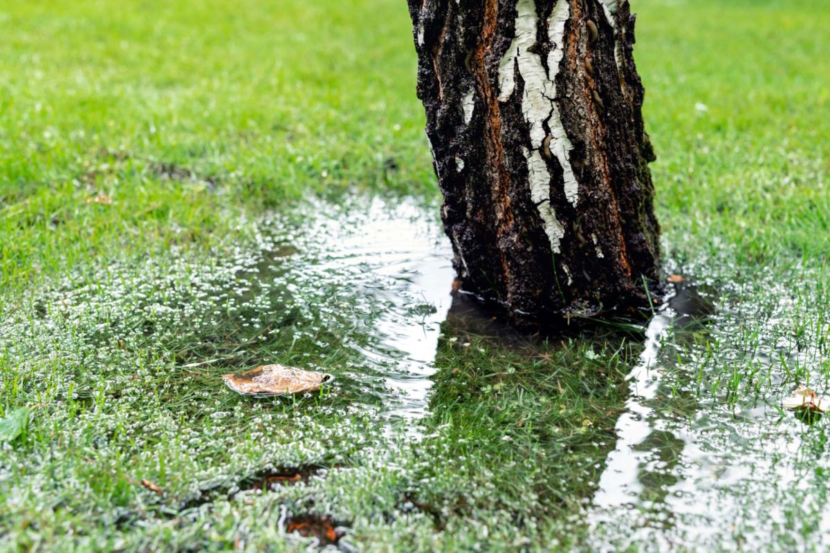 "The more organic material in your soil the better."