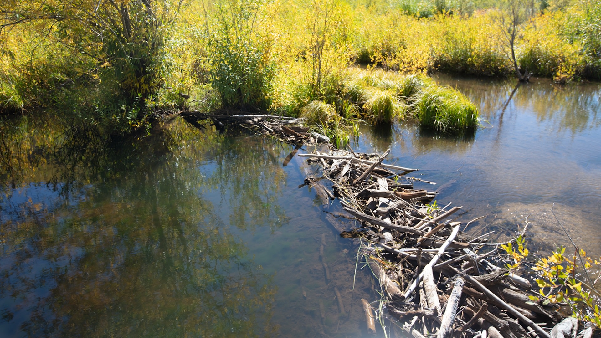 The applications are numerous and could help scientists to estimate beaver populations and calculate these rodents' ecosystem services.