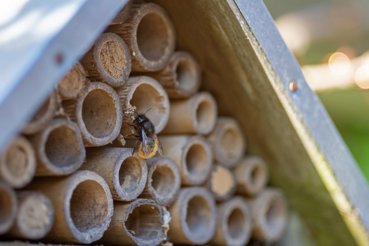 "You want your bee hotel to be easily cleanable, securely fastened, and more water permeable than bamboo or plastic."