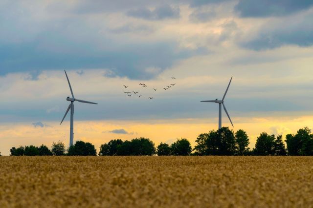 The AI solution empowers wind farm operators to generate clean electricity for our communities while dramatically reducing harm to native and migratory bird populations.