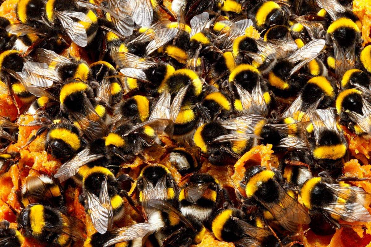 "Normally, bumblebees beat the heat inside their homes when workers flap their wings in unison to create a cooling breeze."