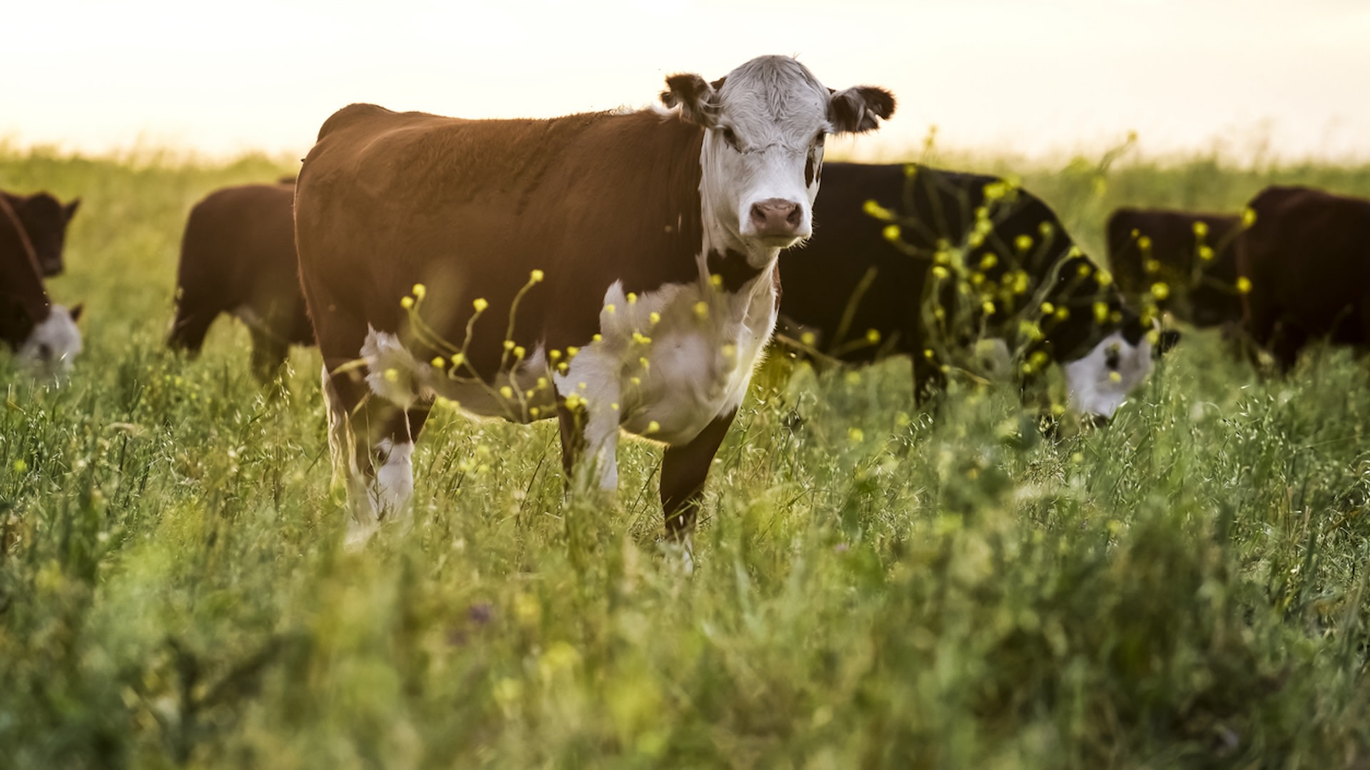 If more farmers adopt climate-friendly practices, it could profoundly impact people's health.