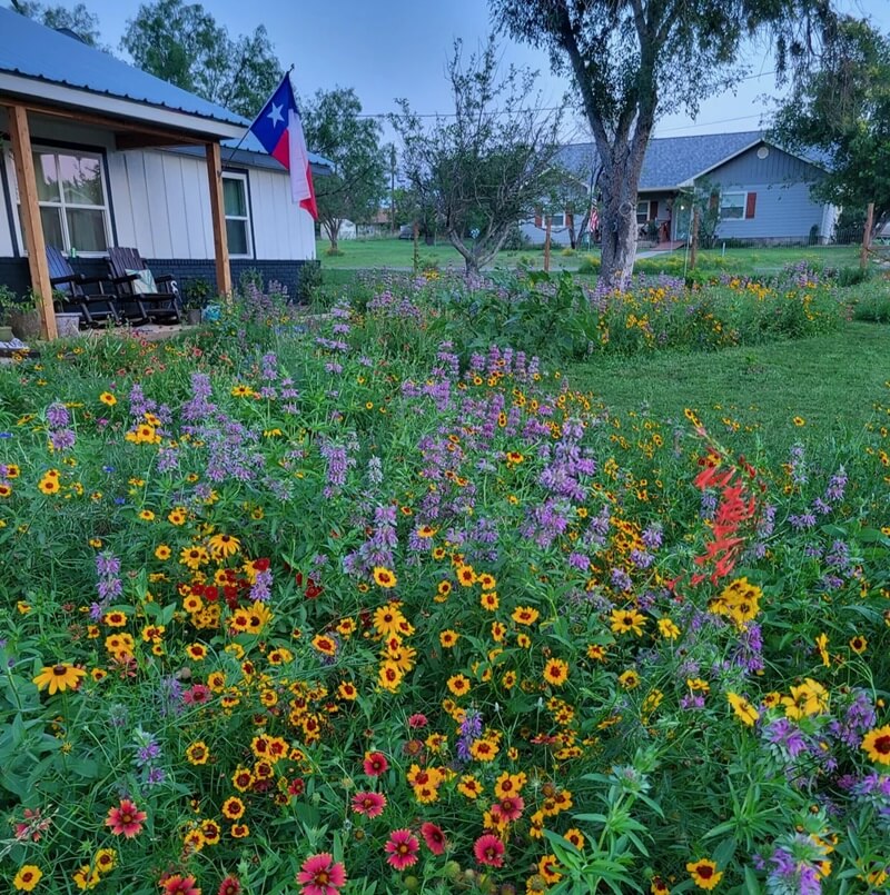 Switching to a native plant lawn isn't just for looks — it will save you a ton of time and money.