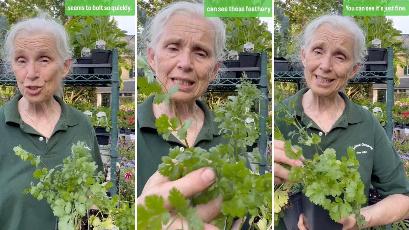 Farmer shares simple tip for growing successful herb plants: 'That was so helpful'