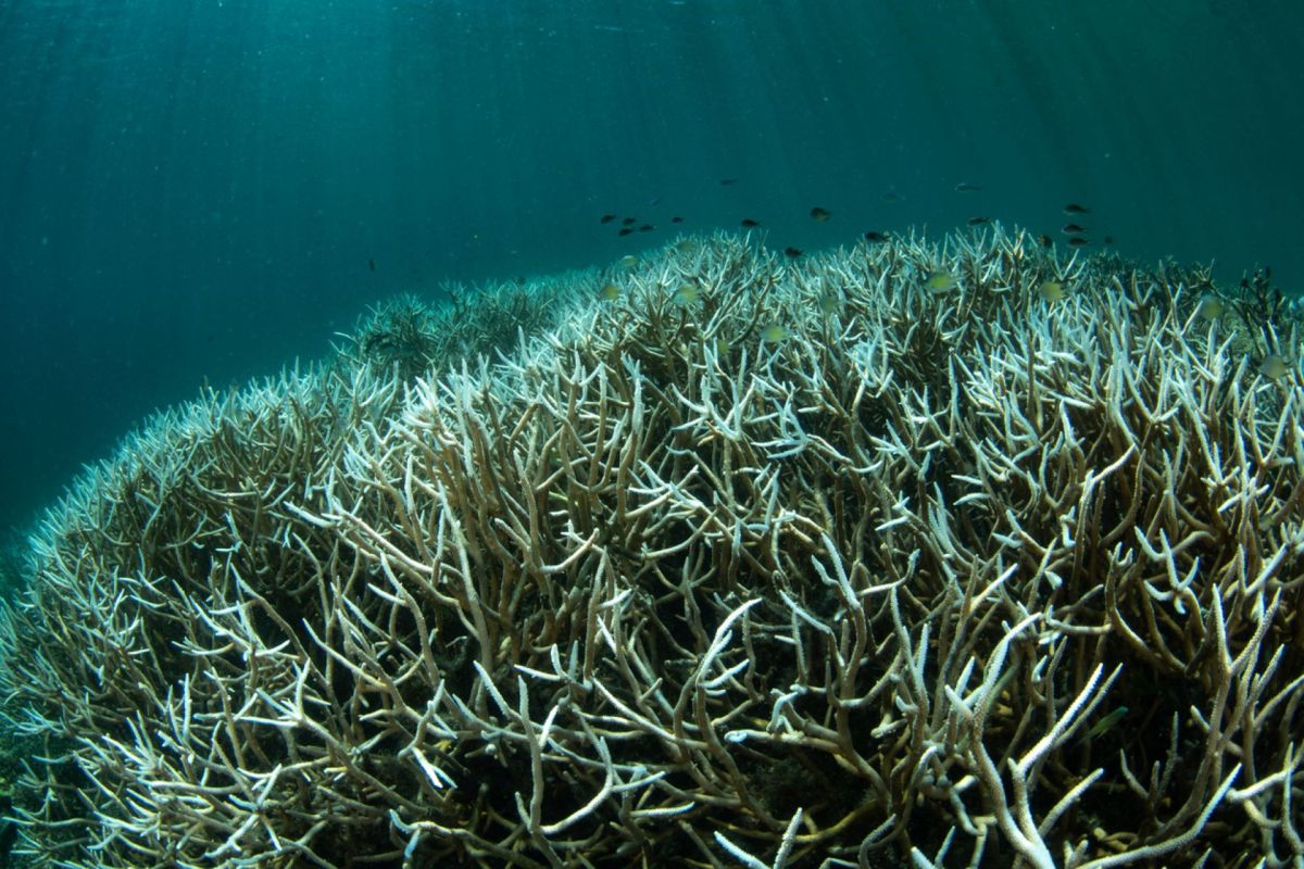 Bleaching has already cost the world 14% of our coral reefs between 2009 and 2018.