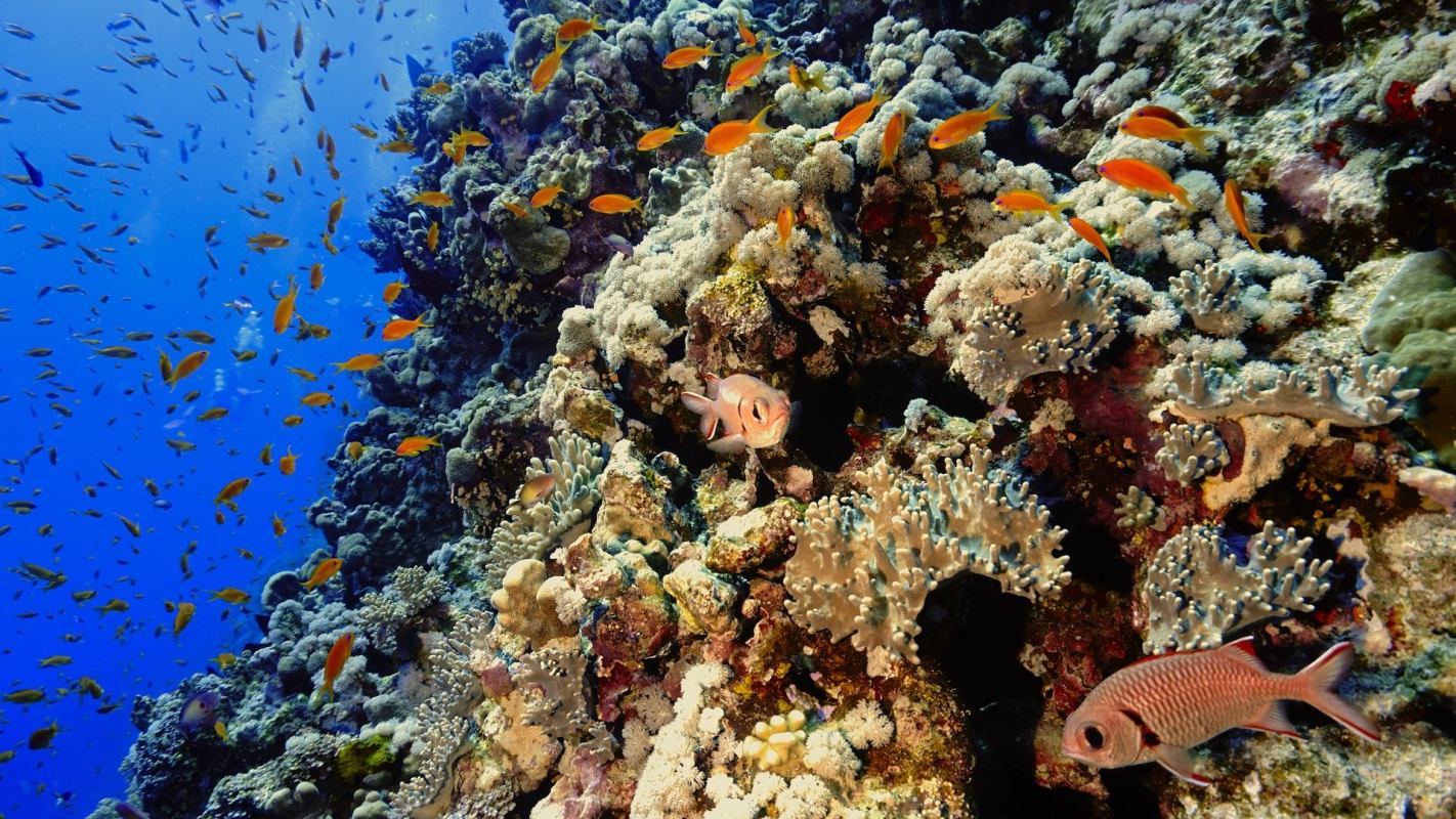 Scientists conducted the study by collecting and filtering ocean water from five coral reefs around the U.S. Virgin Islands.