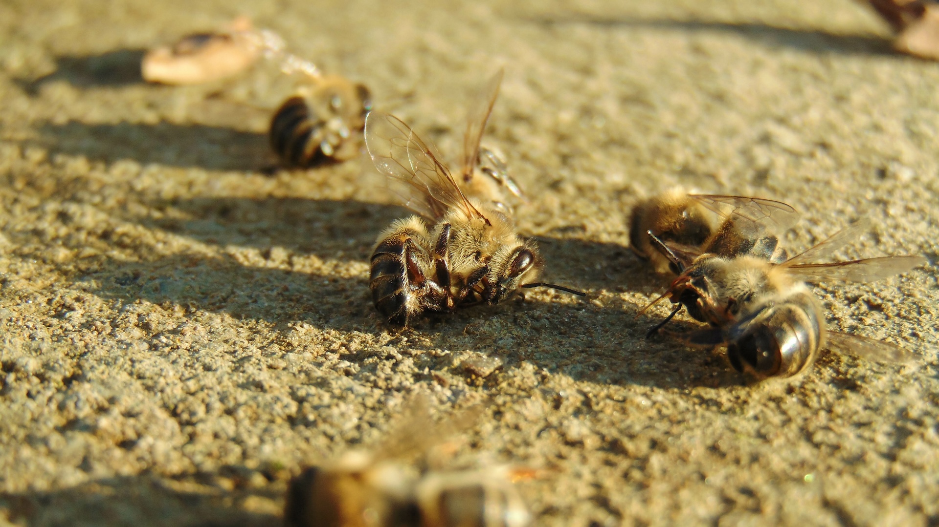 Homeowner raises concerns after noticing sharp decline in bee sightings in their garden: 'It's so sad'