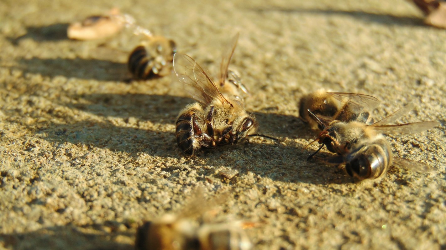 Homeowner raises concerns after noticing sharp decline in bee sightings in their garden: 'It's so sad'