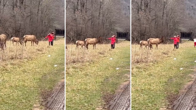 "National parks are not, we repeat, not a big petting zoo."