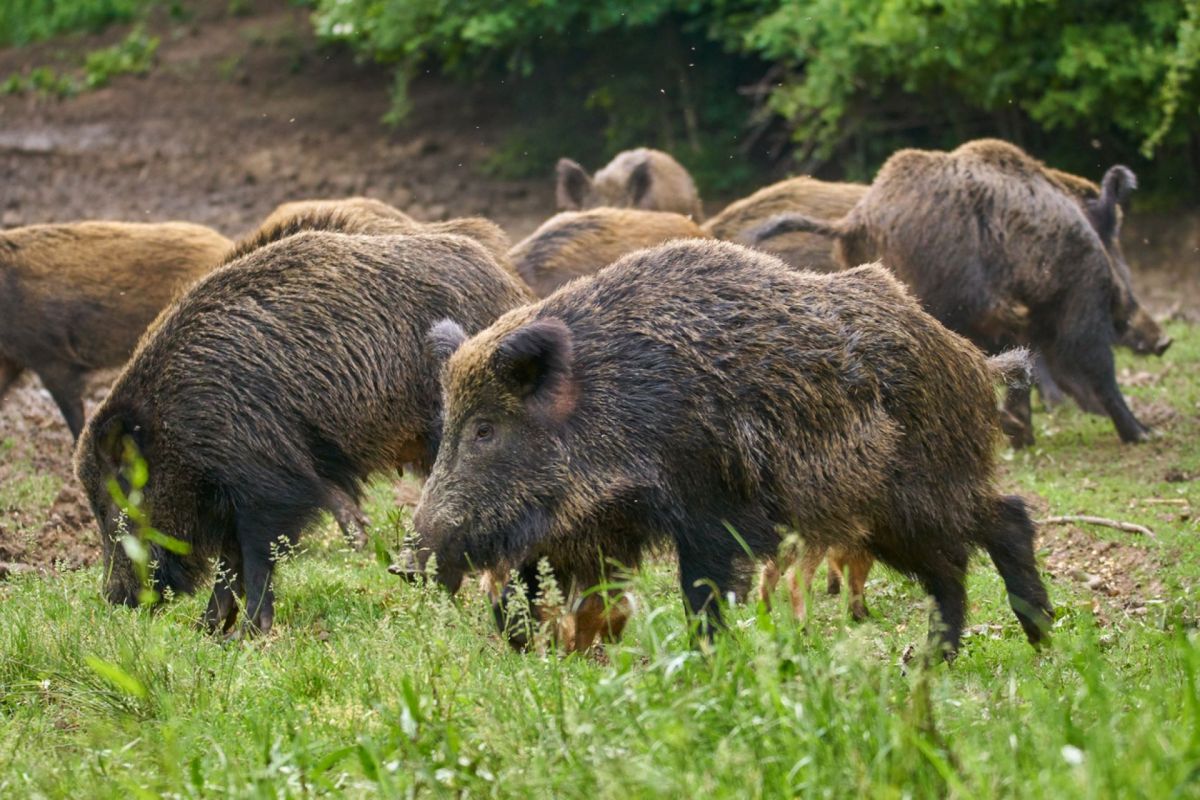 Many states, such as Florida, have declared open season on their hog populations.