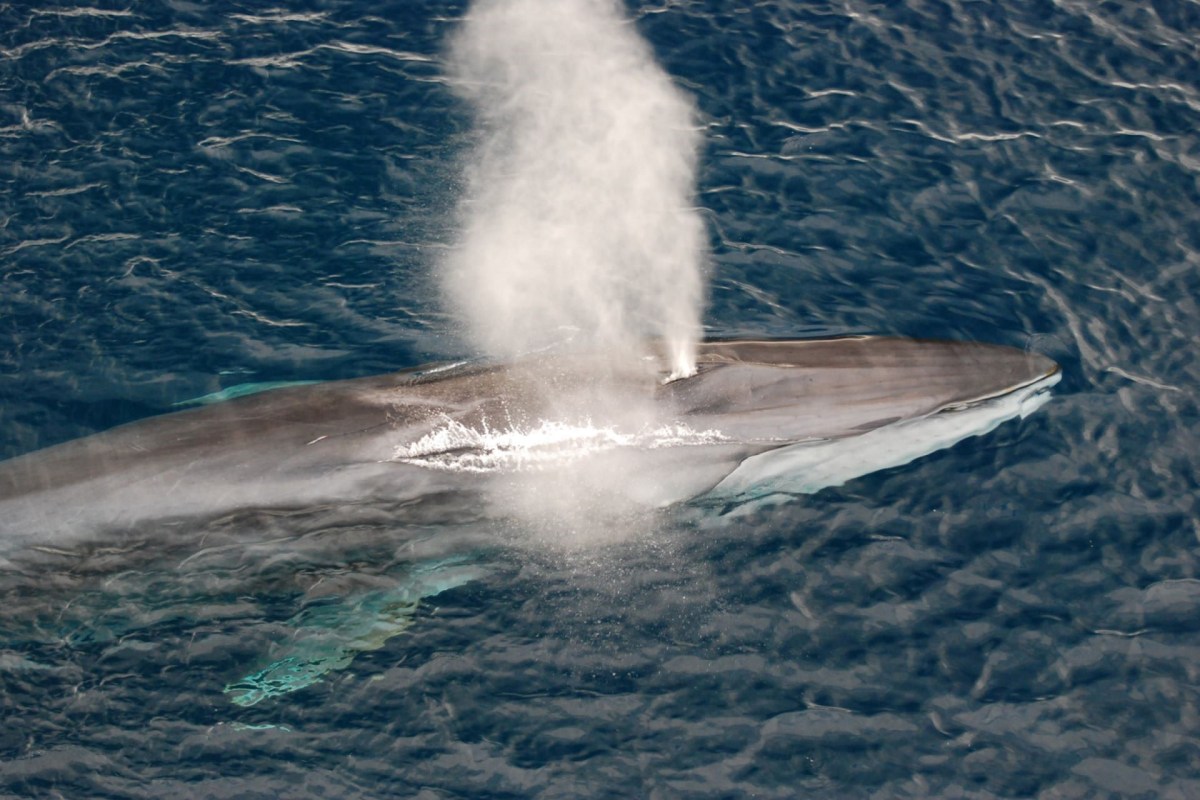 Five years ago, Japan restarted its commercial whaling operations.