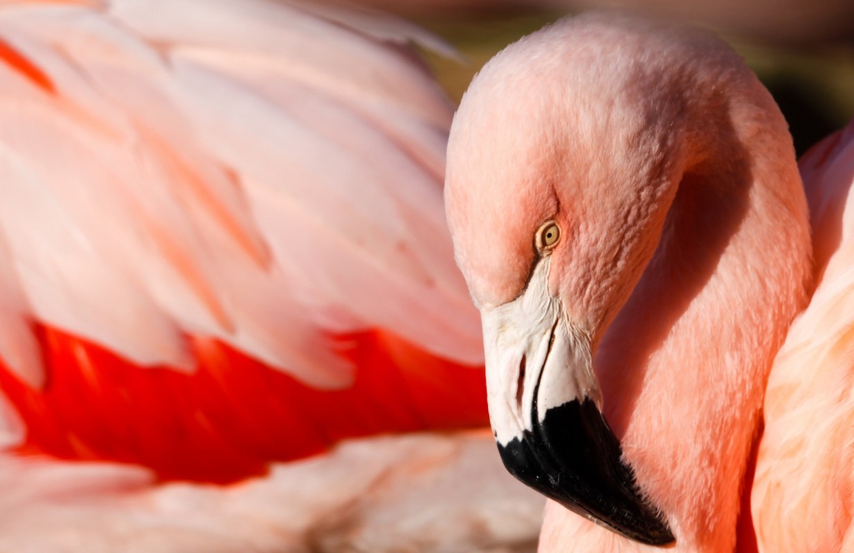 "The return of a striking bird has Floridians and wildlife experts tickled pink."