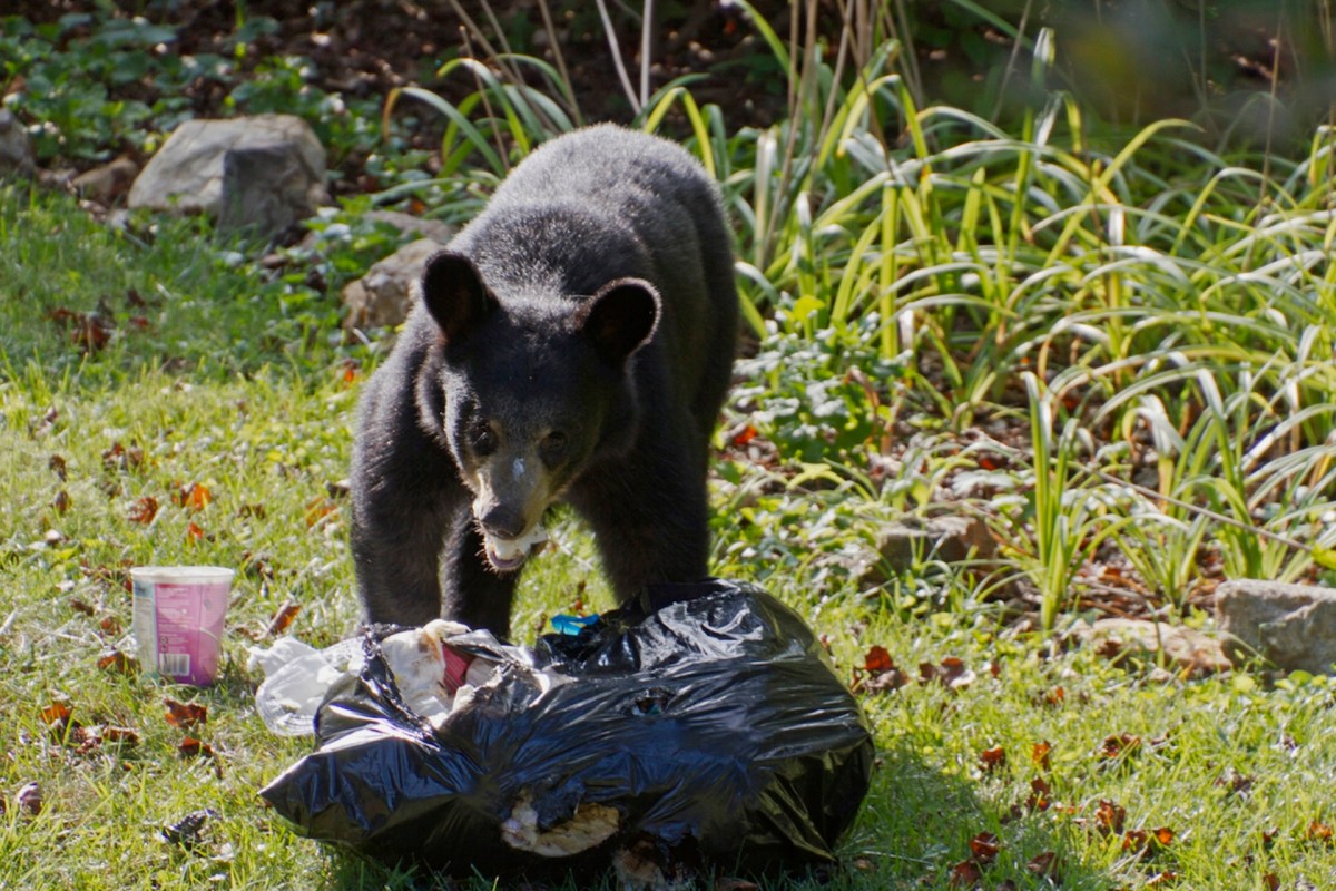 It’s important for locals to do their part to decrease the amount of bear attractants on their property.