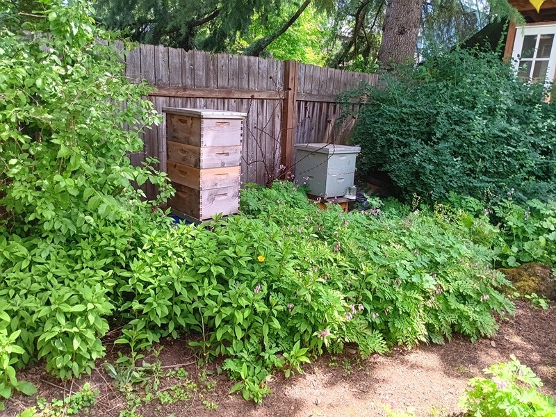 This is a great example of how you can replace a lawn of traditional grass with native plants without having your yard look overgrown.