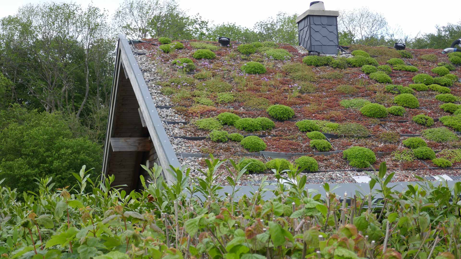 Homeowner shares details of incredible 'green roof' renovation as ...