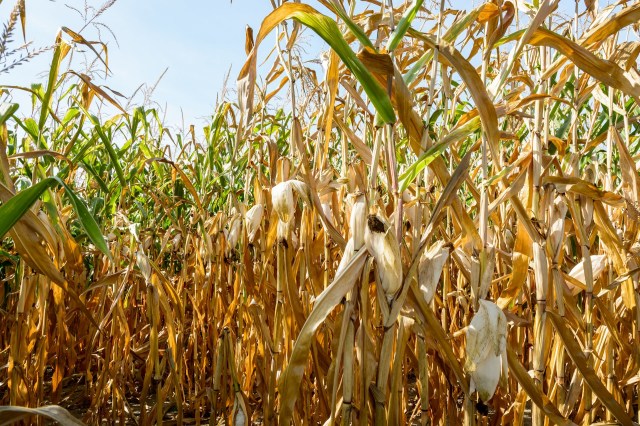 "Heatflation" could cause global food prices to increase by around 3% by 2035.